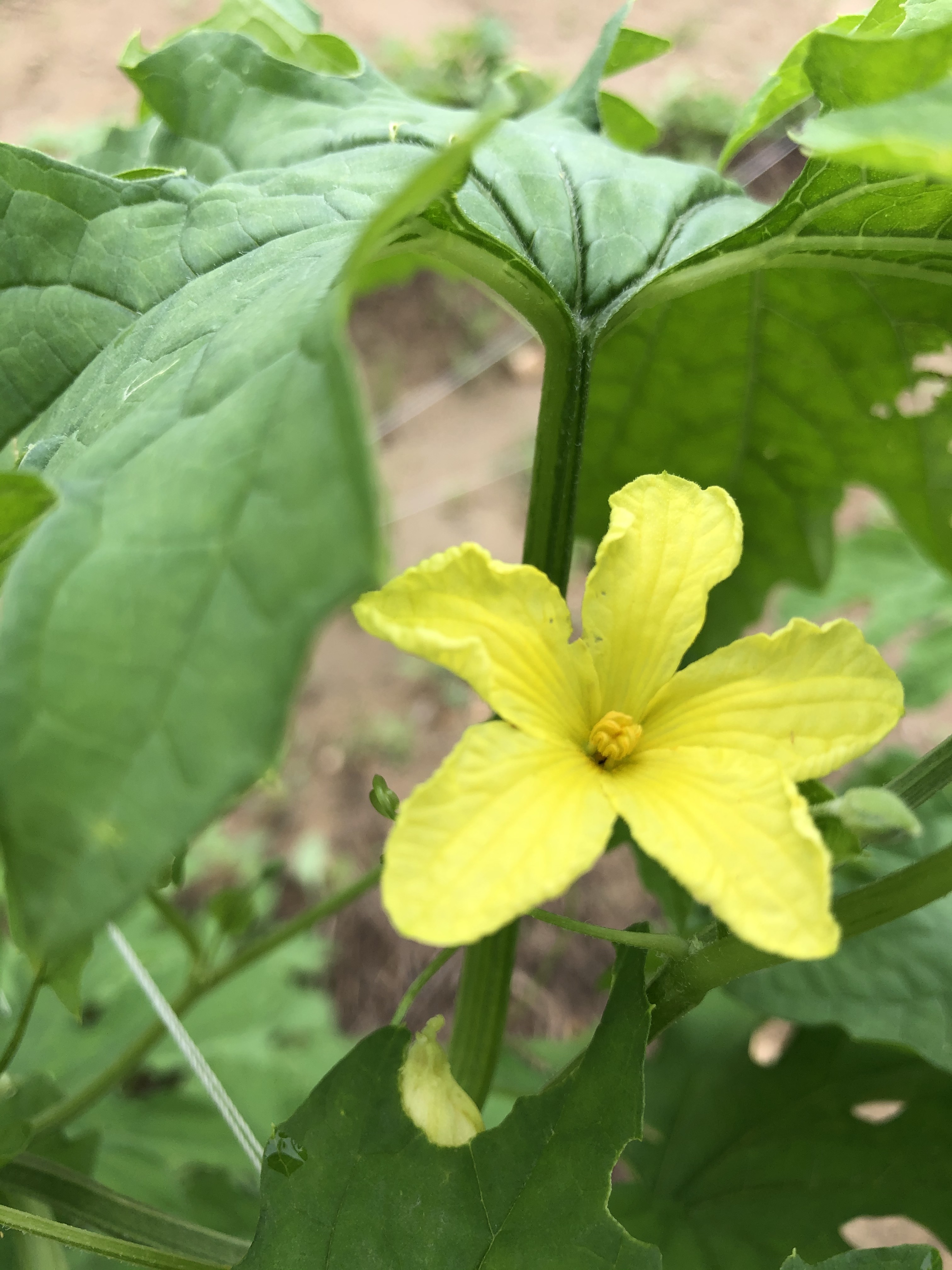 いろいろ野菜2.jpg