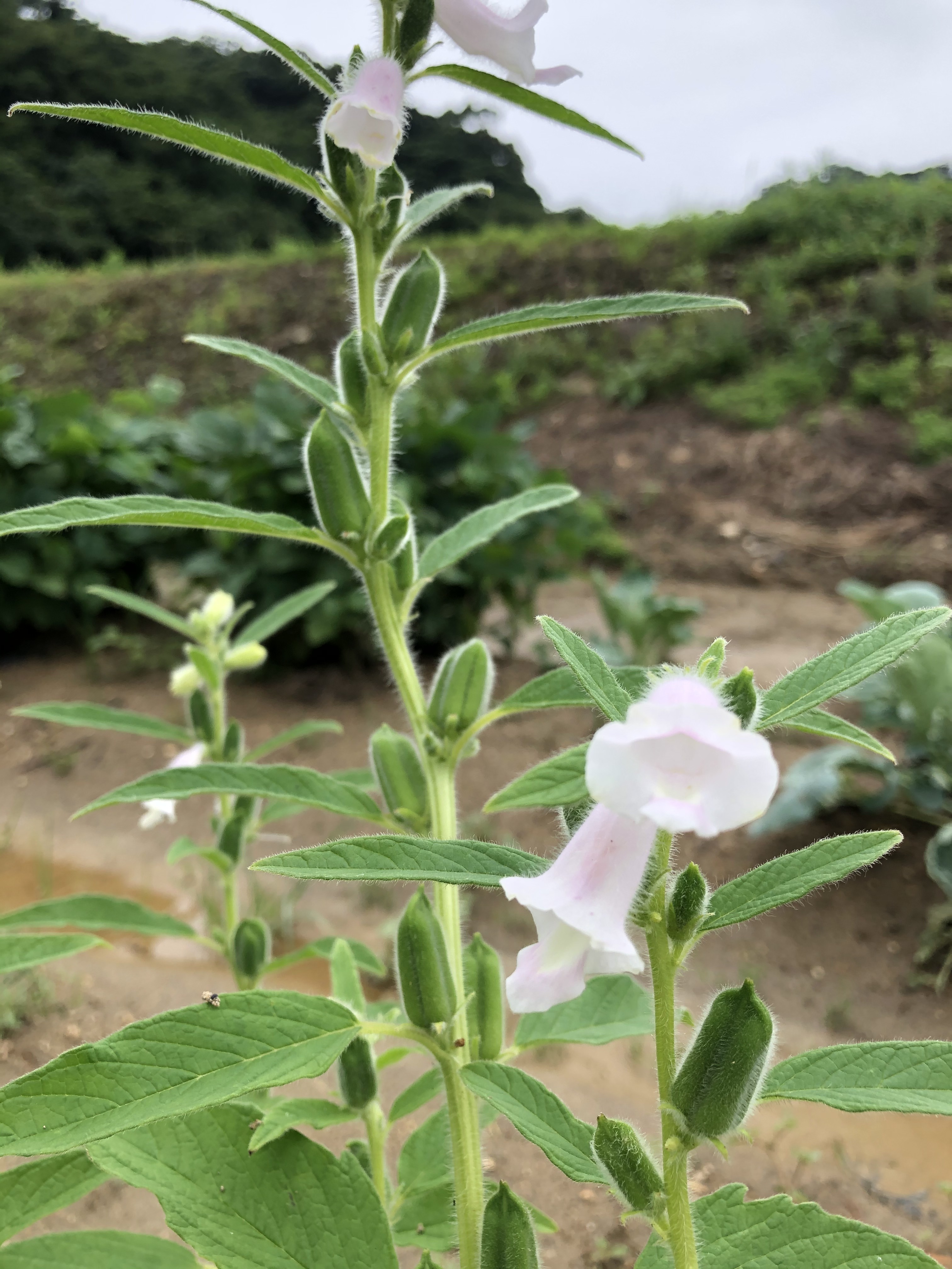 いろいろ野菜4.jpg