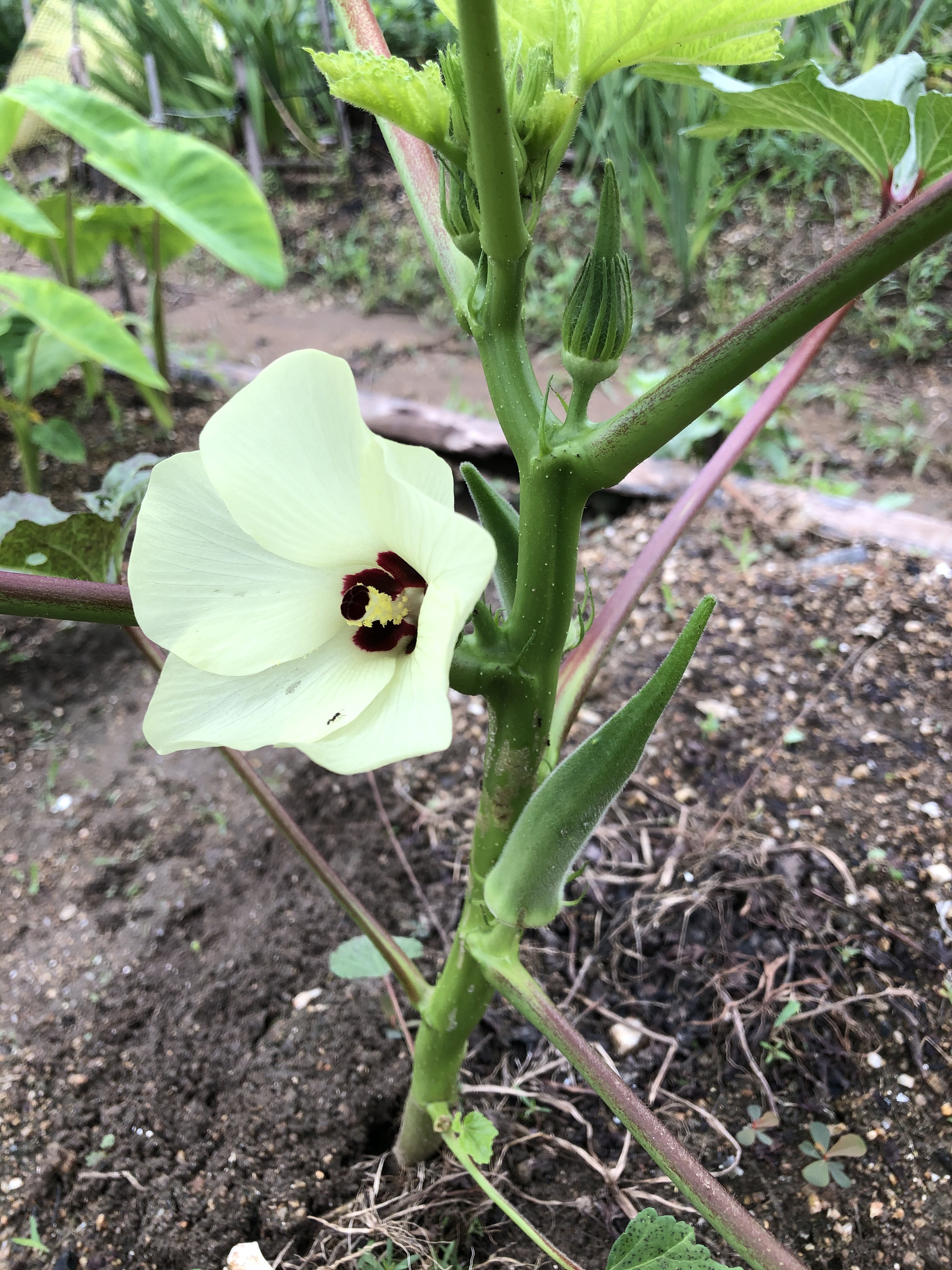 いろいろ野菜6.jpg