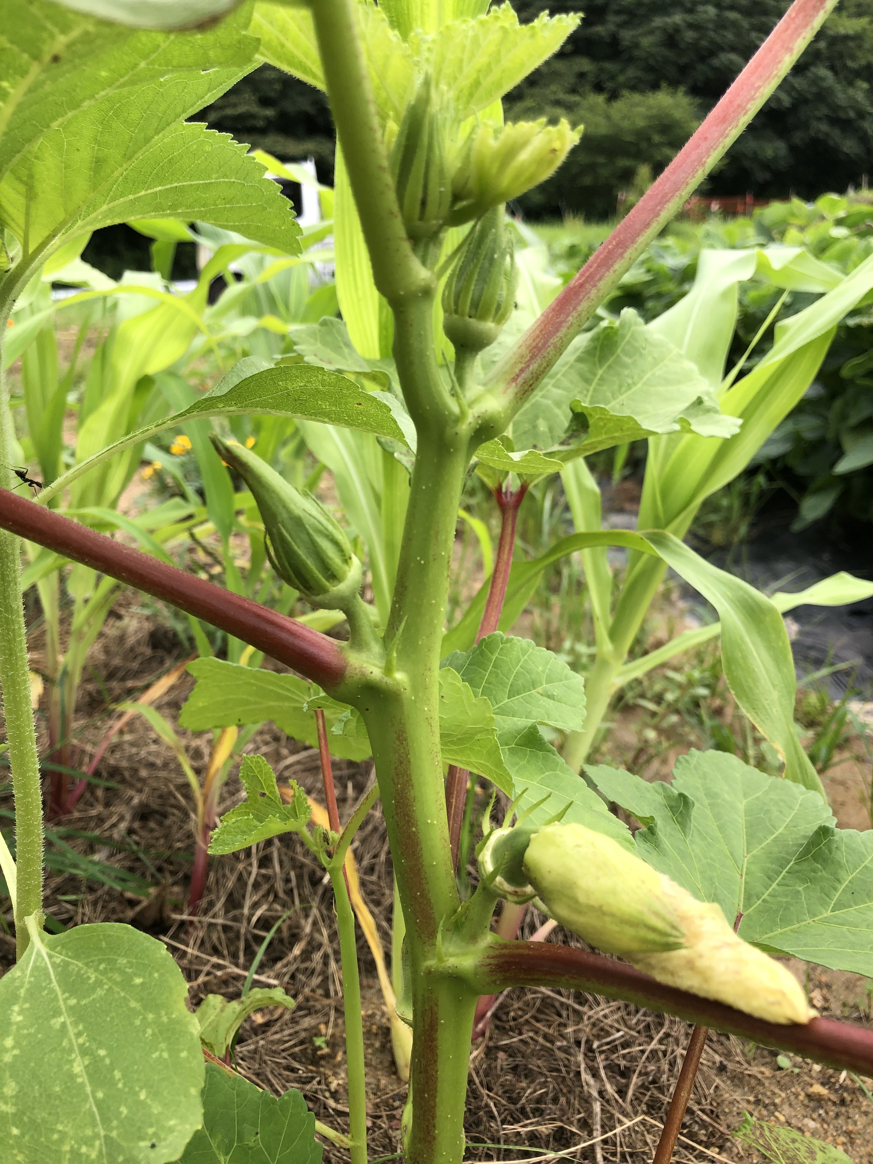 いろいろ野菜6.jpg