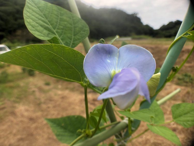 うりずん花.jpg