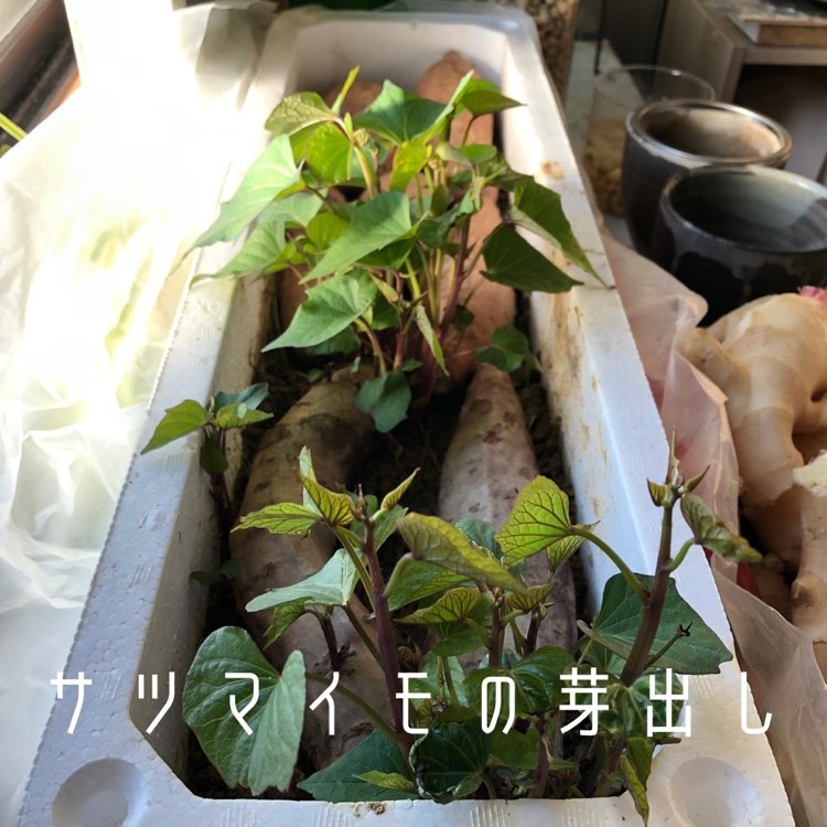 さつまいも.jpg