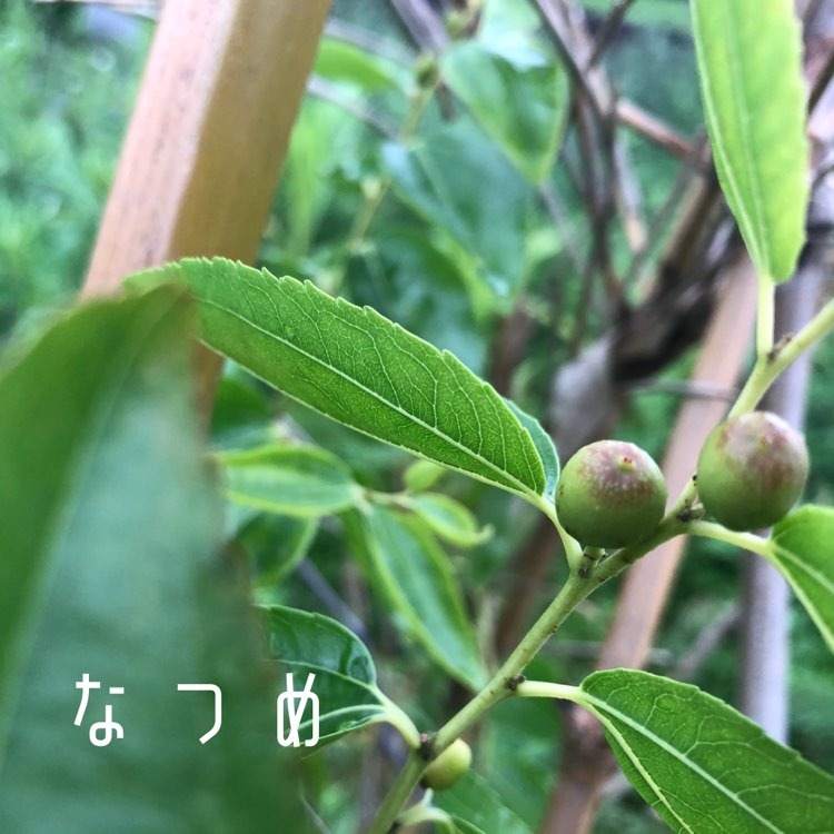 なつめ1.jpg
