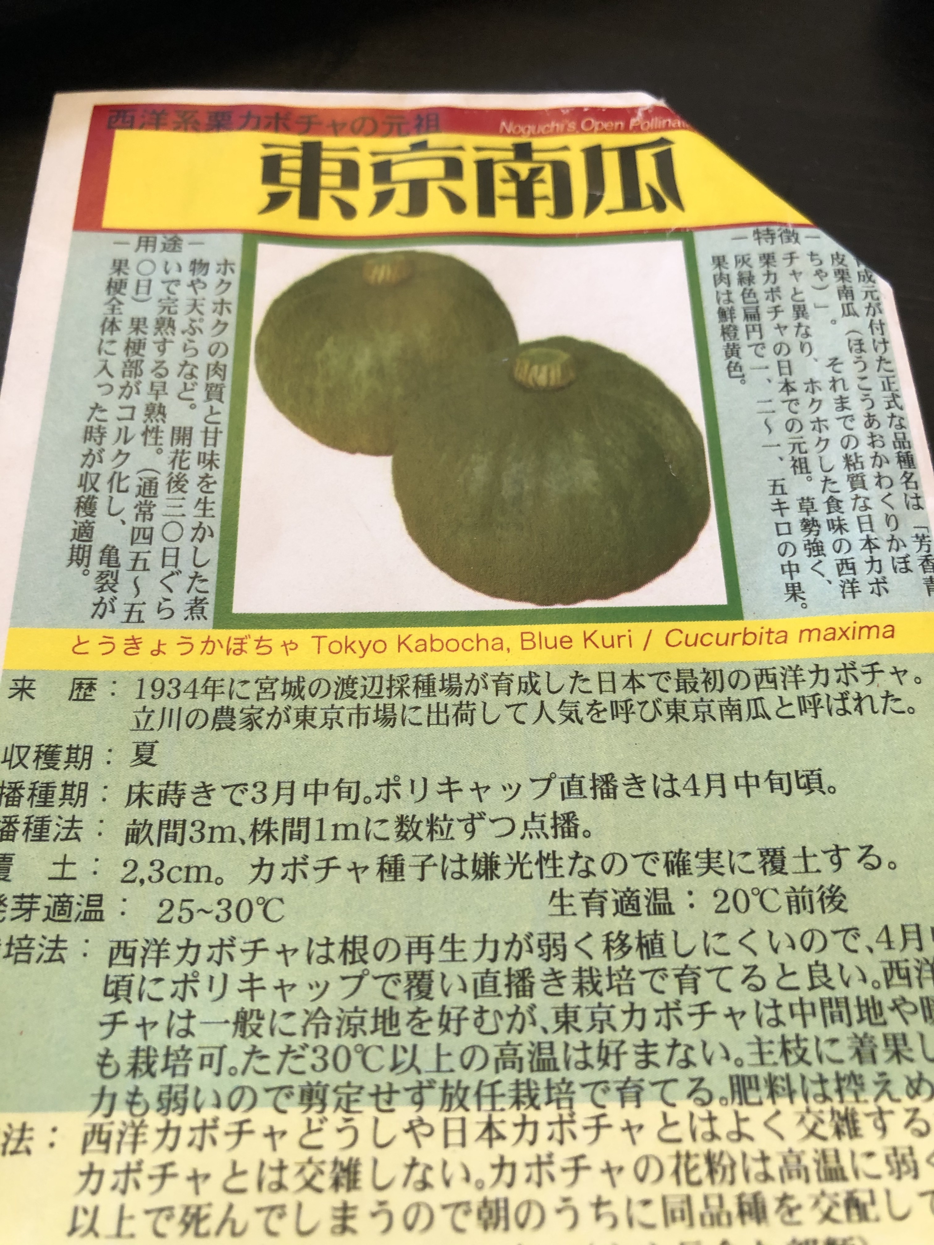 カボチャネタ1-1.jpg