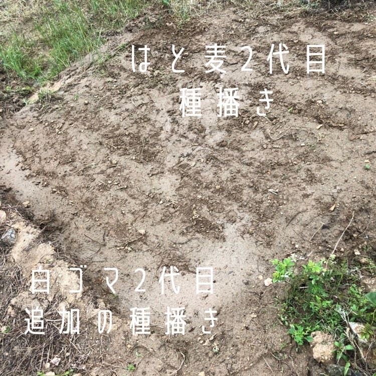 ゴマとハト麦.jpg
