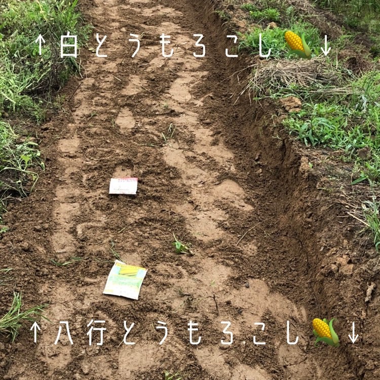 トウモロコシ.jpg