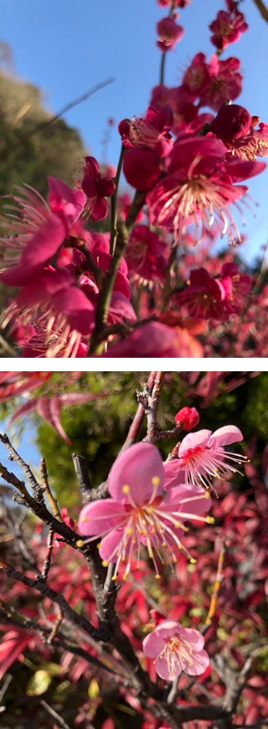 桜1.jpg