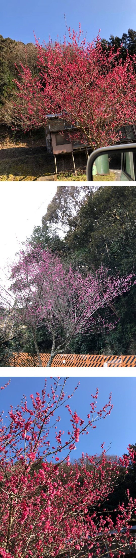 桜2.jpg
