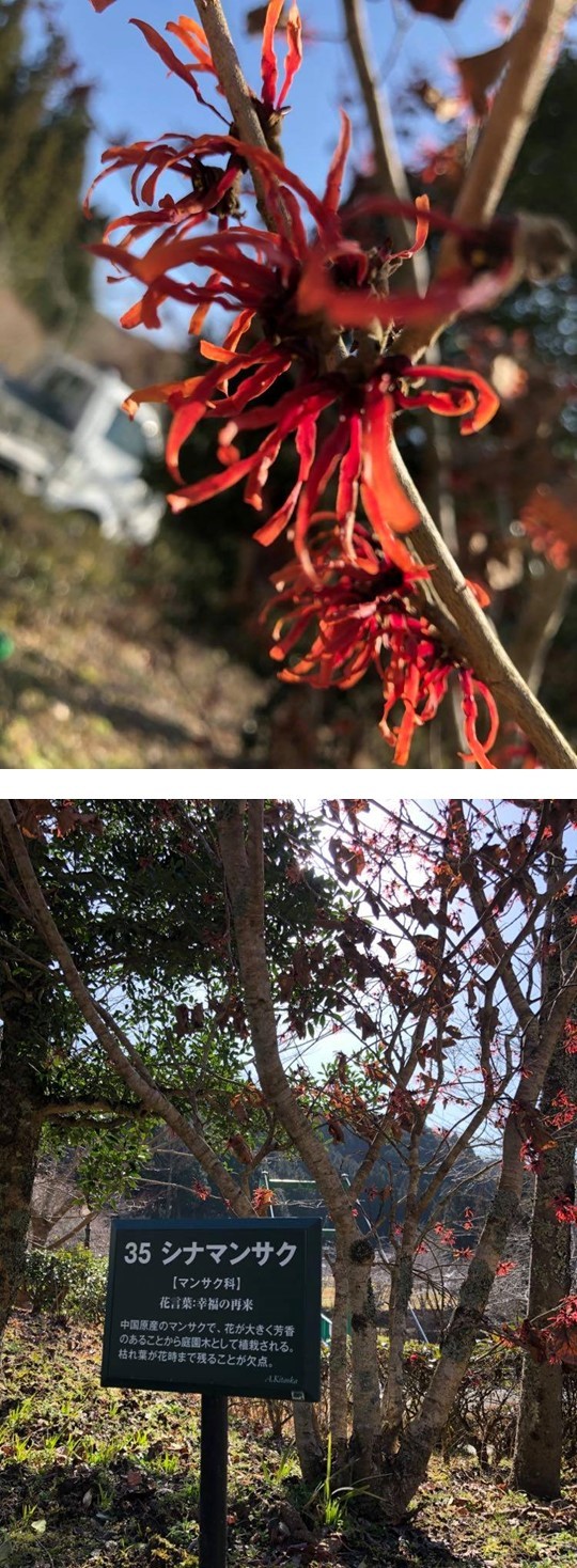 桜3.jpg