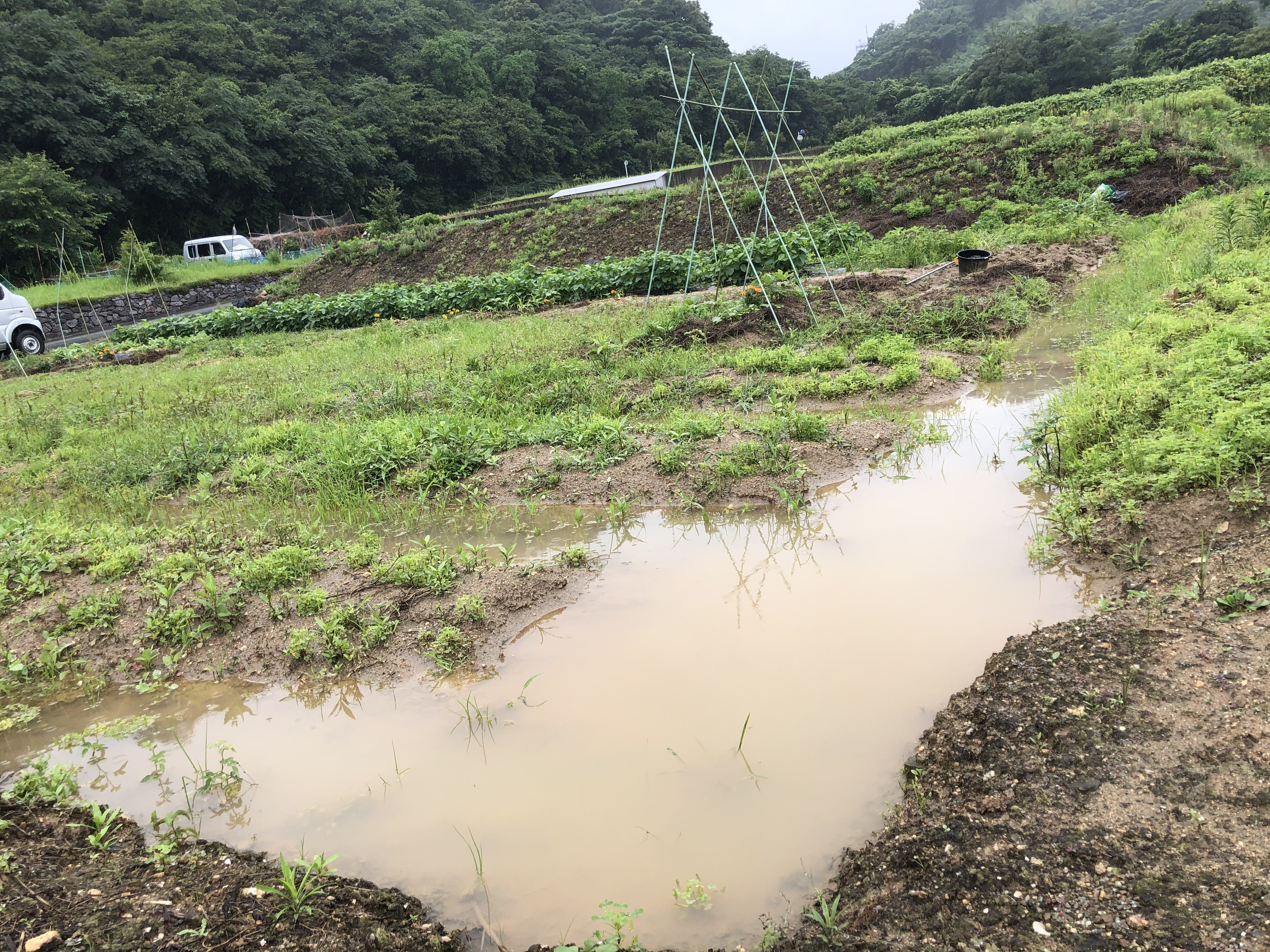 種まき0.jpg