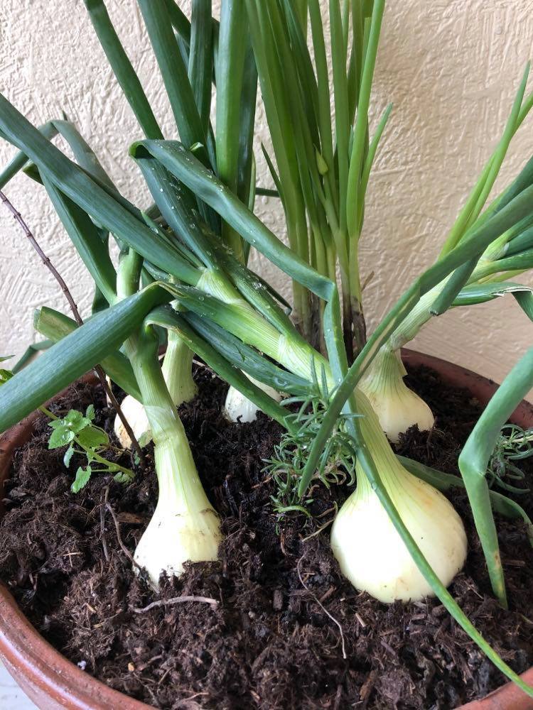 野菜.jpg