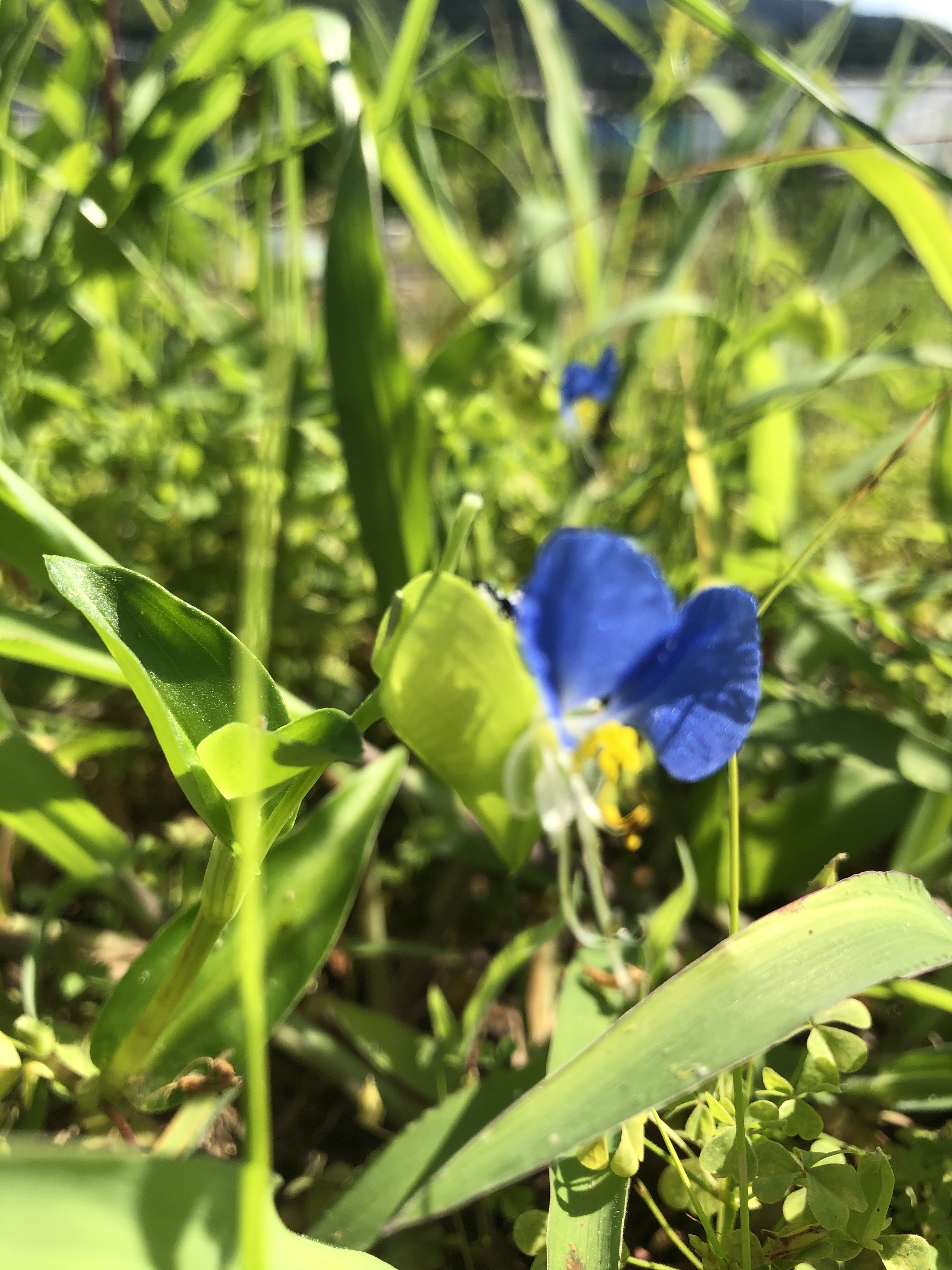 食べられる雑草1.jpg